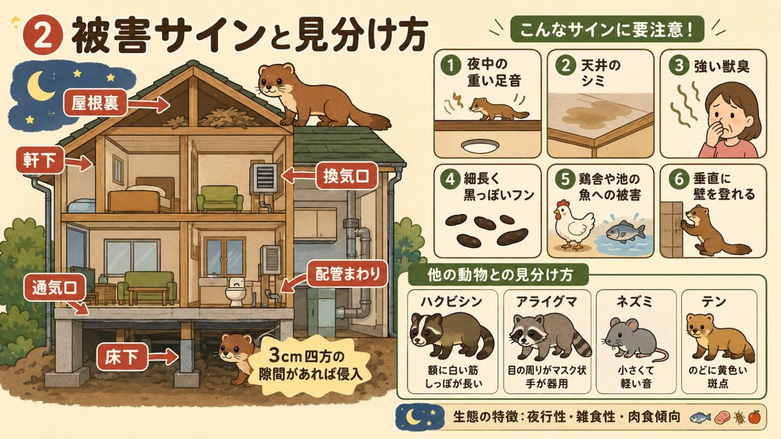 イタチ被害のサインと見分け方。<br><br>住宅断面図で侵入経路を可視化：屋根裏・床下・換気口・配管まわり・通気口・軒下を矢印で示す。<br><br>「3cm四方の隙間があれば侵入」の注記。<br><br>被害サイン：①夜中の足音/走行音（ネズミより重い）／②天井のシミ（フン尿被害）／③強い獣臭（チョウセンイタチは特に強い）／④断熱材の破損／⑤鶏舎・池の魚への襲撃／⑥垂直に壁を登れる（2階屋根裏まで侵入可能）。<br><br>夜行性・雑食性・肉食傾向（ネズミ・鳥類・昆虫・甲殻類・魚・果実）。<br><br>パステル配色・クリーム背景。