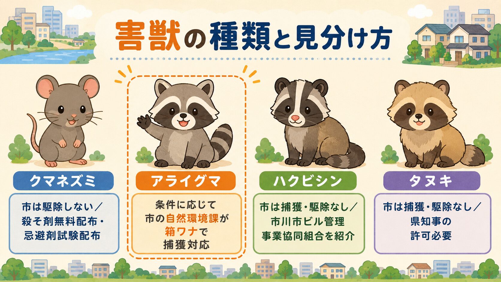 市川市で多い害獣4種類(クマネズミ・アライグマ・ハクビシン・タヌキ)の見分け方と市の対応区分。クマネズミ=市は駆除しない/殺そ剤無料配布・忌避剤試験配布、アライグマ=条件に応じて自然環境課が箱ワナで捕獲対応(千葉県アライグマ防除計画対象)、ハクビシン=市は捕獲・駆除なし/市川市ビル管理事業協同組合を紹介、タヌキ=鳥獣保護管理法で県許可必要、と害獣別の対応を明確に分けたインフォグラフィック。
