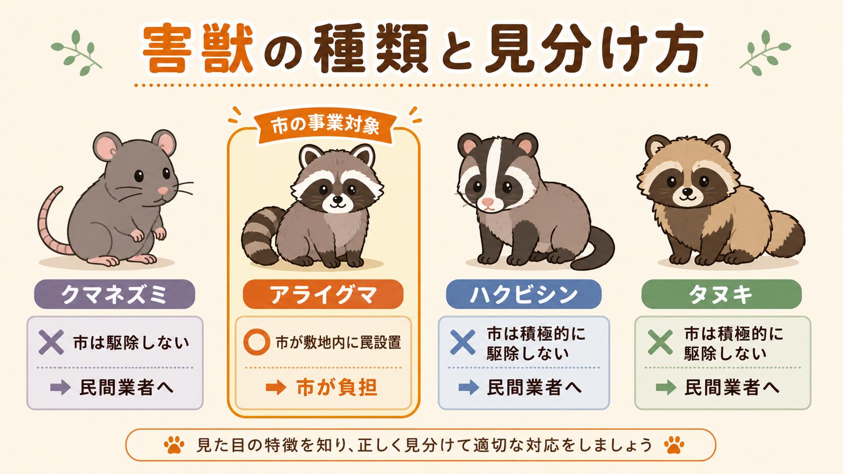 川口市で多い害獣4種類(クマネズミ・アライグマ・ハクビシン・タヌキ)の見分け方と市の対応区分。クマネズミ=市は駆除しない→民間業者へ、アライグマ=市の事業対象→市が敷地内に罠設置(市が負担)、ハクビシン・タヌキ=市は積極的に駆除しない→民間業者へ、と害獣別の対応を明確に分けたインフォグラフィック。