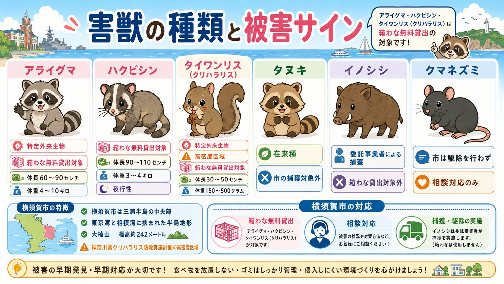 横須賀市で多い害獣6種類(アライグマ・ハクビシン・タイワンリス・タヌキ・イノシシ・クマネズミ)の見分け方と市の対応区分のインフォグラフィック。<br><br>アライグマ=特定外来生物・箱わな無料貸出対象(自然環境課)/ハクビシン=箱わな無料貸出対象(自然環境課)/タイワンリス=特定外来生物・神奈川県クリハラリス防除実施計画の「高密度区域」対象・箱わな無料貸出対象(自然環境課)/タヌキ=鳥獣保護管理法対象・無許可捕獲は禁止/イノシシ=令和元年度から委託事業者による捕獲(神奈川県イノシシ管理計画準拠)/クマネズミ=市は駆除を行わず相談対応のみ(生活衛生課)、を分かりやすく整理。<br><br>「横須賀市は三浦半島の中央部・東京湾と相模湾に挟まれた半島地形・大楠山(標高約242m・三浦半島最高峰)が市内にある」の地形注記入り。