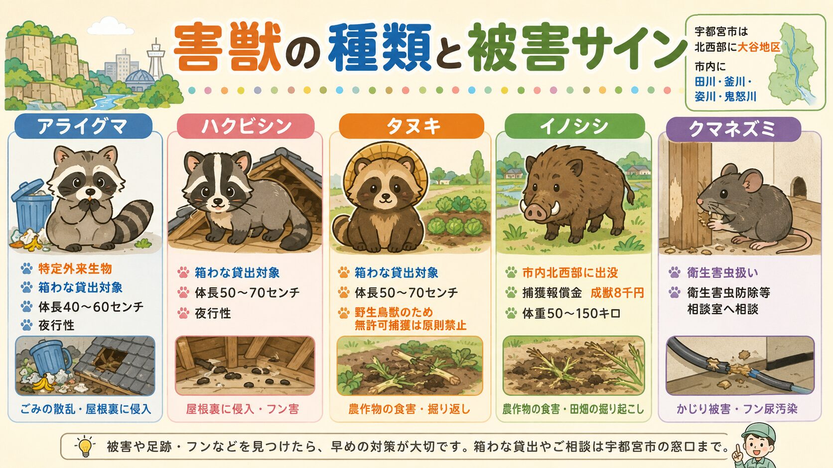 宇都宮市で多い害獣5種類(アライグマ・ハクビシン・タヌキ・イノシシ・クマネズミ)の見分け方と市の対応区分のインフォグラフィック。<br><br>アライグマ=特定外来生物・箱わな無料貸出対象・体長40-60cm、ハクビシン=箱わな無料貸出対象・体長50-70cm・夜行性、タヌキ=鳥獣保護管理法対象・箱わな無料貸出対象、イノシシ=市の北西部・北部に出没・捕獲報償金成獣8千円、クマネズミ=市公式制度の対象外・民間業者または自己対策、を分かりやすく整理。<br><br>「宇都宮市は北西部に大谷地区・市内に田川・釜川・姿川・鬼怒川の水系」の地形注記入り。