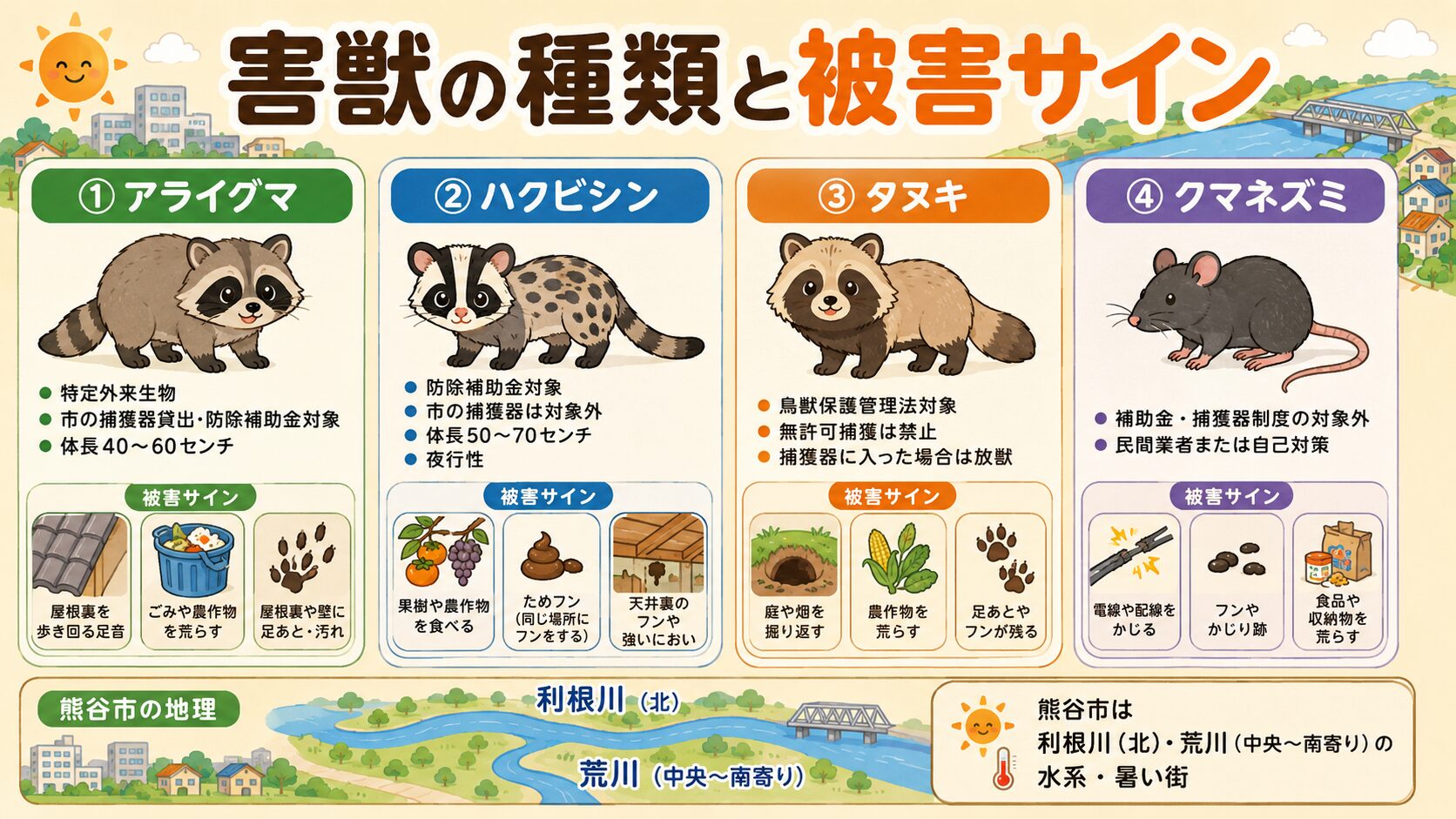 熊谷市で多い害獣4種類(アライグマ・ハクビシン・タヌキ・クマネズミ)の見分け方と市の対応区分のインフォグラフィック。アライグマ=特定外来生物・市の捕獲器貸出+防除補助金対象、ハクビシン=防除補助金対象だが市の捕獲器は対象外、タヌキ=鳥獣保護管理法対象で県知事の許可必要・市の捕獲器に入った場合は放獣、クマネズミ=市公式の補助金・捕獲器制度の対象外・民間業者または自己対策、を分かりやすく整理。「熊谷市は利根川(北)・荒川(中央〜南寄り)の水系・暑い街」の地形注記入り。