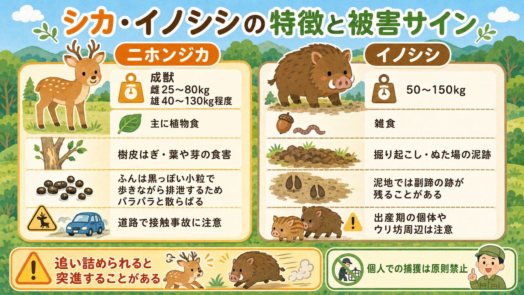 秩父市で多いシカ・イノシシの特徴と被害サインのインフォグラフィック。ニホンジカ(成獣で雌25-80kg・雄40-130kg程度・性別差・地域差あり)とイノシシ(体重50-150kg程度)を並列で表示し、それぞれの食害特徴(シカ=植林スギ・ヒノキ苗木食害・樹皮はぎ・農作物・道路接触事故、イノシシ=畦畔掘起し・果樹根元掘起し・庭先植木掘起し・農作物食害)、被害サイン(ひづめ型足跡・フン・ぬた場の泥跡)、危険サイン(出産期の個体・ウリ坊周辺の親)を分かりやすく整理。林業被害は含まれていない注記入り。