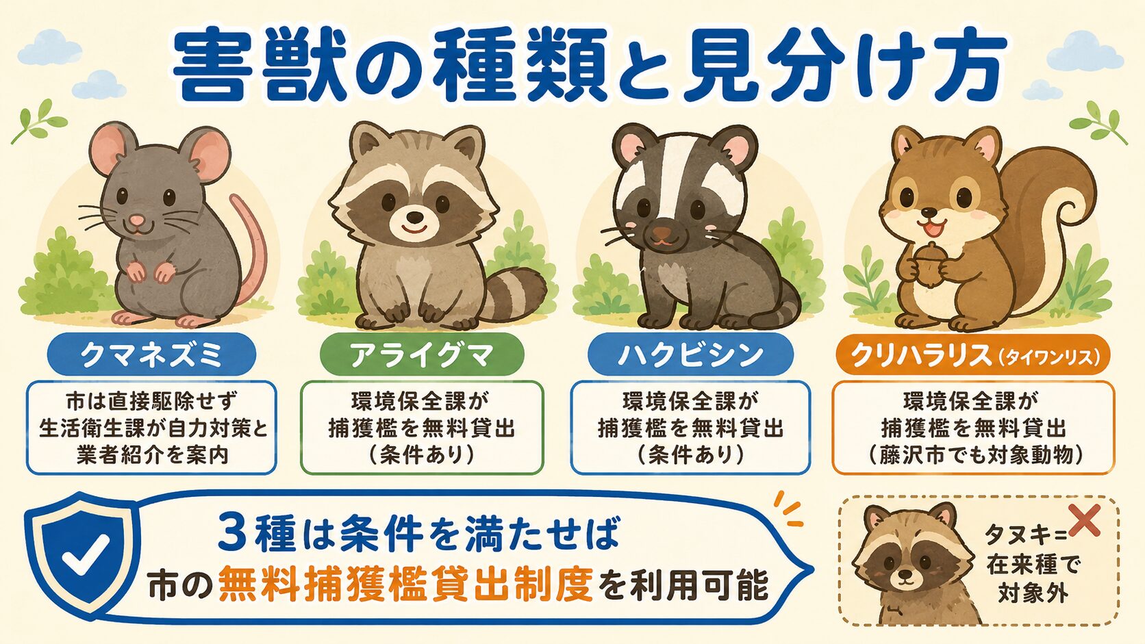 藤沢市で多い害獣4種類(クマネズミ・アライグマ・ハクビシン・タイワンリス)の見分け方と市の対応区分。クマネズミ=市は直接駆除せず生活衛生課が業者紹介、アライグマ=環境保全課が捕獲檻を無料貸出、ハクビシン=環境保全課が捕獲檻を無料貸出、クリハラリス(タイワンリス)=環境保全課が捕獲檻を無料貸出(藤沢市でも対象動物)、と害獣別の対応を明確に分けたインフォグラフィック。