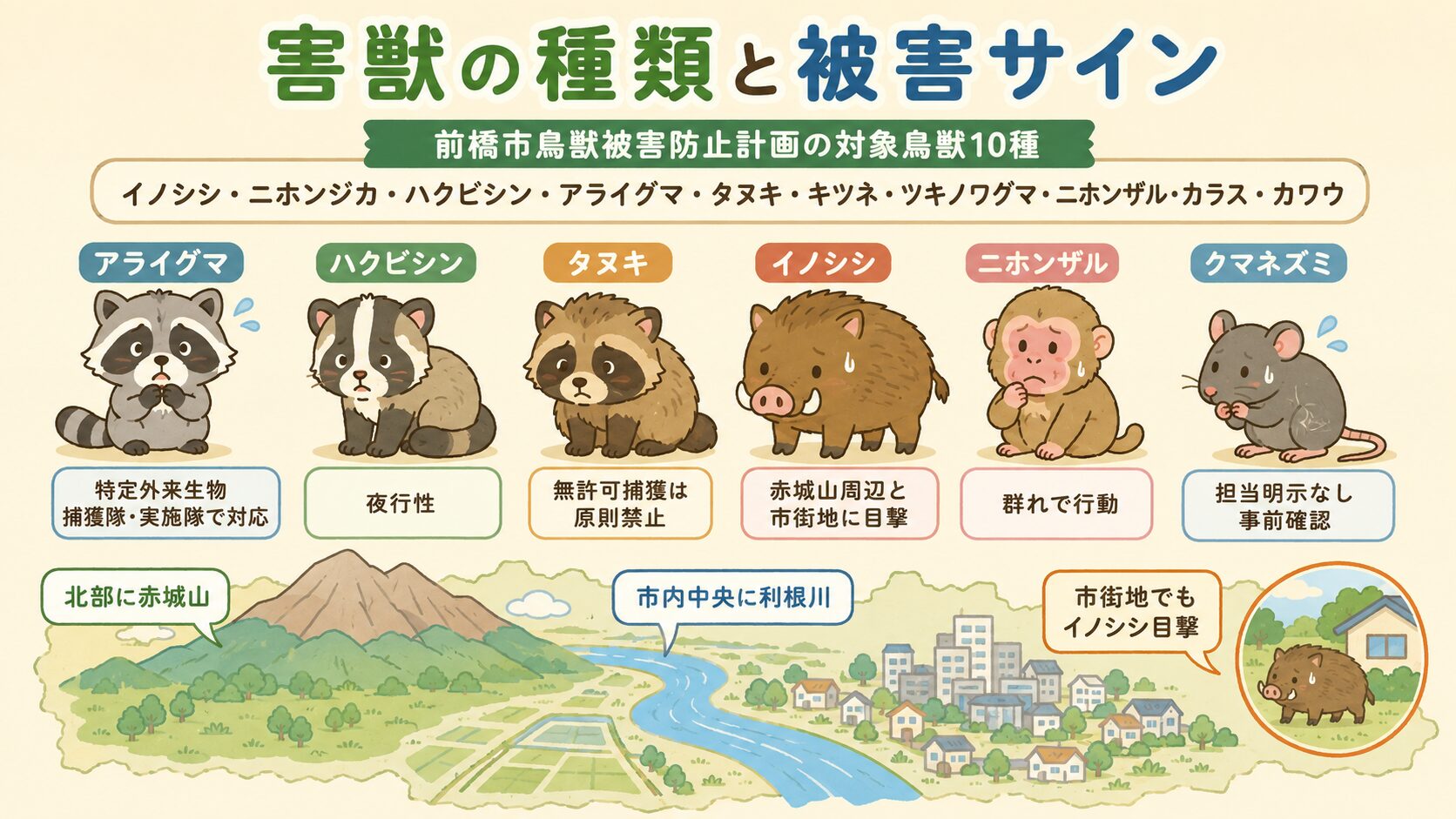 前橋市で多い害獣6種類(アライグマ・ハクビシン・タヌキ・イノシシ・ニホンザル・クマネズミ)の見分け方と市の対応区分のインフォグラフィック。<br><br>アライグマ=特定外来生物・捕獲隊で対応・体長40-60cm、ハクビシン=鳥獣保護管理法対象・捕獲には許可必要・体長50-70cm、タヌキ=鳥獣保護管理法対象・捕獲には許可必要、イノシシ=赤城山と市街地に出没・体重50-150kg、ニホンザル=赤城山周辺・群れで行動、クマネズミ=衛生害虫扱いで衛生検査課への相談、を分かりやすく整理。<br><br>「前橋市は北部に赤城山・市内に利根川の水系」の地形注記入り。