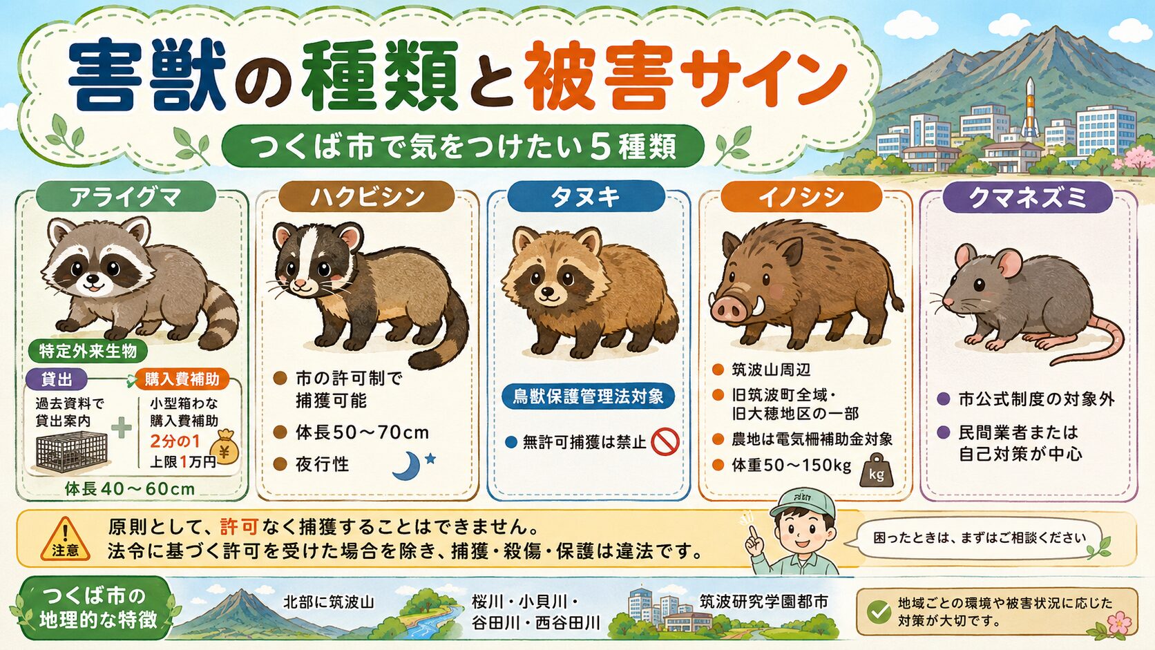 つくば市で多い害獣5種類(アライグマ・ハクビシン・タヌキ・イノシシ・クマネズミ)の見分け方と市の対応区分のインフォグラフィック。アライグマ=特定外来生物・市の小型箱ワナ貸出・市が回収して県に引渡し、ハクビシン=市の許可制で捕獲可能、タヌキ=鳥獣保護管理法対象で県知事の許可必要、イノシシ=筑波山周辺生息・農地は電気柵補助金対象、クマネズミ=市公式制度の対象外・民間業者または自己対策、を分かりやすく整理。「つくば市は筑波山・桜川・小貝川の水系・研究学園都市」の地形注記入り。