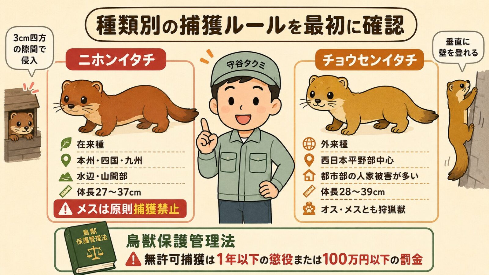 イタチ駆除を始める前に確認すべき法律と種類の違い。<br><br>ニホンイタチ（在来種・本州・四国・九州）とチョウセンイタチ（外来種・西日本平野部中心）を並列表示。<br><br>鳥獣保護管理法の規制：無許可捕獲は1年以下の拘禁刑または100万円以下の罰金／狩猟鳥獣としてのイタチはオスに限られメスは狩猟対象外／チョウセンイタチはオス・メスとも狩猟獣だが狩猟期間や捕獲許可が必要。<br><br>守谷タクミ（作業着・チビ体型・点目）が地図と法律の本を持って解説するポーズ。<br><br>クリーム背景・パステルアクセント。