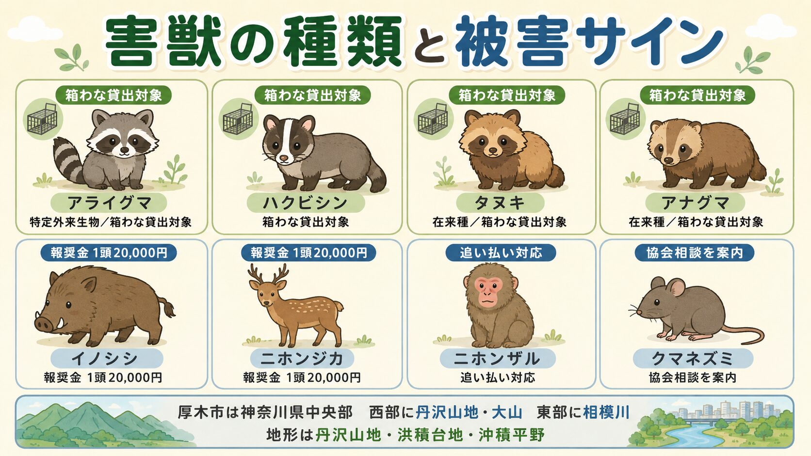厚木市で扱う主な8分類の害獣・衛生動物(アライグマ・ハクビシン・タヌキ・アナグマ・イノシシ・ニホンジカ・ニホンザル・クマネズミ)の見分け方と市の対応区分のインフォグラフィック。<br><br>アライグマ=特定外来生物・箱わな無料貸出対象(農業政策課)/ハクビシン=箱わな無料貸出対象(農業政策課)/タヌキ=在来種・箱わな無料貸出対象(農業政策課)/アナグマ=在来種・箱わな無料貸出対象(農業政策課)/イノシシ=鳥獣被害防止計画に基づく捕獲体制+電気柵人里側のわな捕獲で1頭20,000円報奨金/ニホンジカ=同(鳥獣被害防止計画+報奨金1頭20,000円)/ニホンザル=追い払い(位置情報公開)/クマネズミ=生活環境課ページで神奈川県ペストコントロール協会への相談を案内(駆除費用は自己負担)、を分かりやすく整理。<br><br>「厚木市は神奈川県中央部・西部に丹沢山地・東部に相模川/三段構えの地形(丹沢山地・洪積台地・沖積平野)」の地形注記入り。