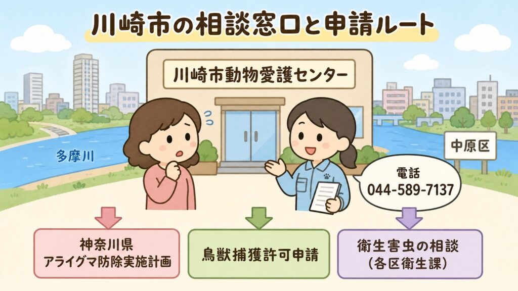 川崎市の相談窓口と捕獲許可制度を、動物愛護センターと相談中の市民・職員のいらすとや風キャラクターで表現したインフォグラフィック。電話番号044-589-7137と所在地(中原区上平間)、神奈川県アライグマ防除実施計画、各区衛生課を矢印で示している。