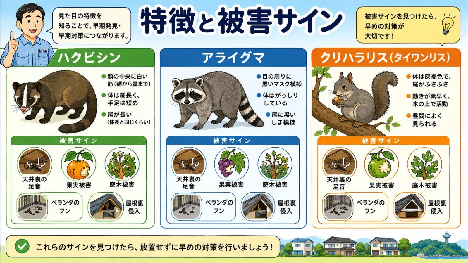 藤沢市で混同しやすいハクビシン、アライグマ、クリハラリスの特徴と被害サインを整理した図解