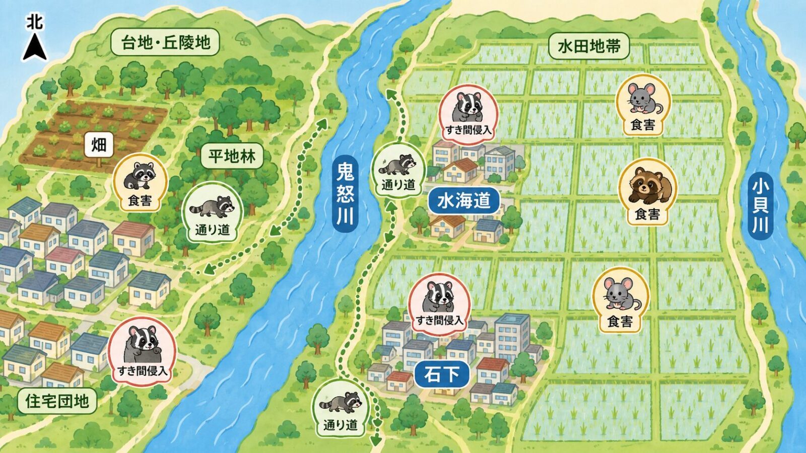 常総市の地形と点検ポイントを示す模式マップ。上が北で、市の中央を流れる鬼怒川、東部の鬼怒川・小貝川流域の低地の広大な水田地帯（水海道・石下の市街地）、西部の結城台地につながる丘陵地（畑・平地林・住宅団地）を配置。河川敷や水田・緑地は野生動物の通り道、農地は食害、市街地はすき間からの侵入として点検ポイントを示すいらすとや風イラスト。鬼怒川は中央に置き、東部を水田地帯にする。