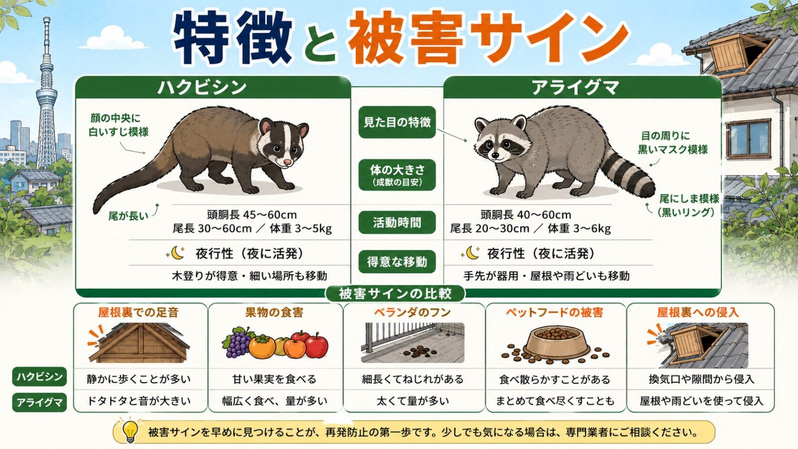 墨田区で混同しやすいハクビシンとアライグマの特徴と被害サイン