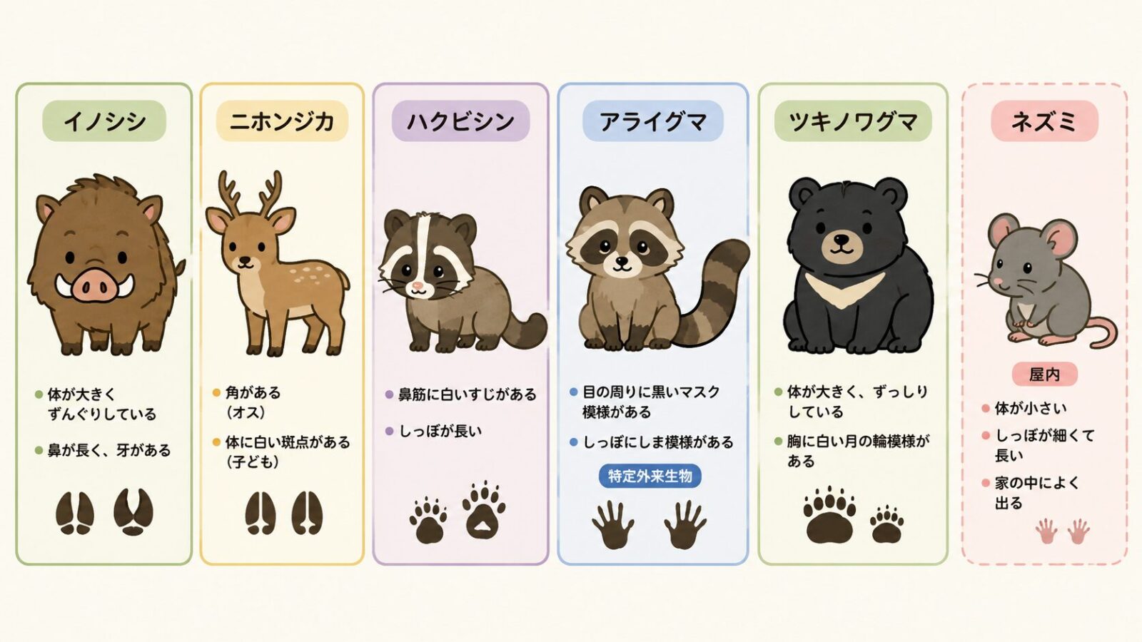 足利市で見られる害獣を整理した図。市が相談対象とする有害鳥獣としてイノシシ・ニホンジカ(大型獣)・ハクビシン(夜行性・屋根裏に侵入)・アライグマ(特定外来生物)・ツキノワグマ(山間部の一部で目撃)、住宅内で注意したい害獣として別枠でネズミ(クマネズミ・屋内に侵入)をそれぞれ名前ラベル付きで示すいらすとや風イラスト。