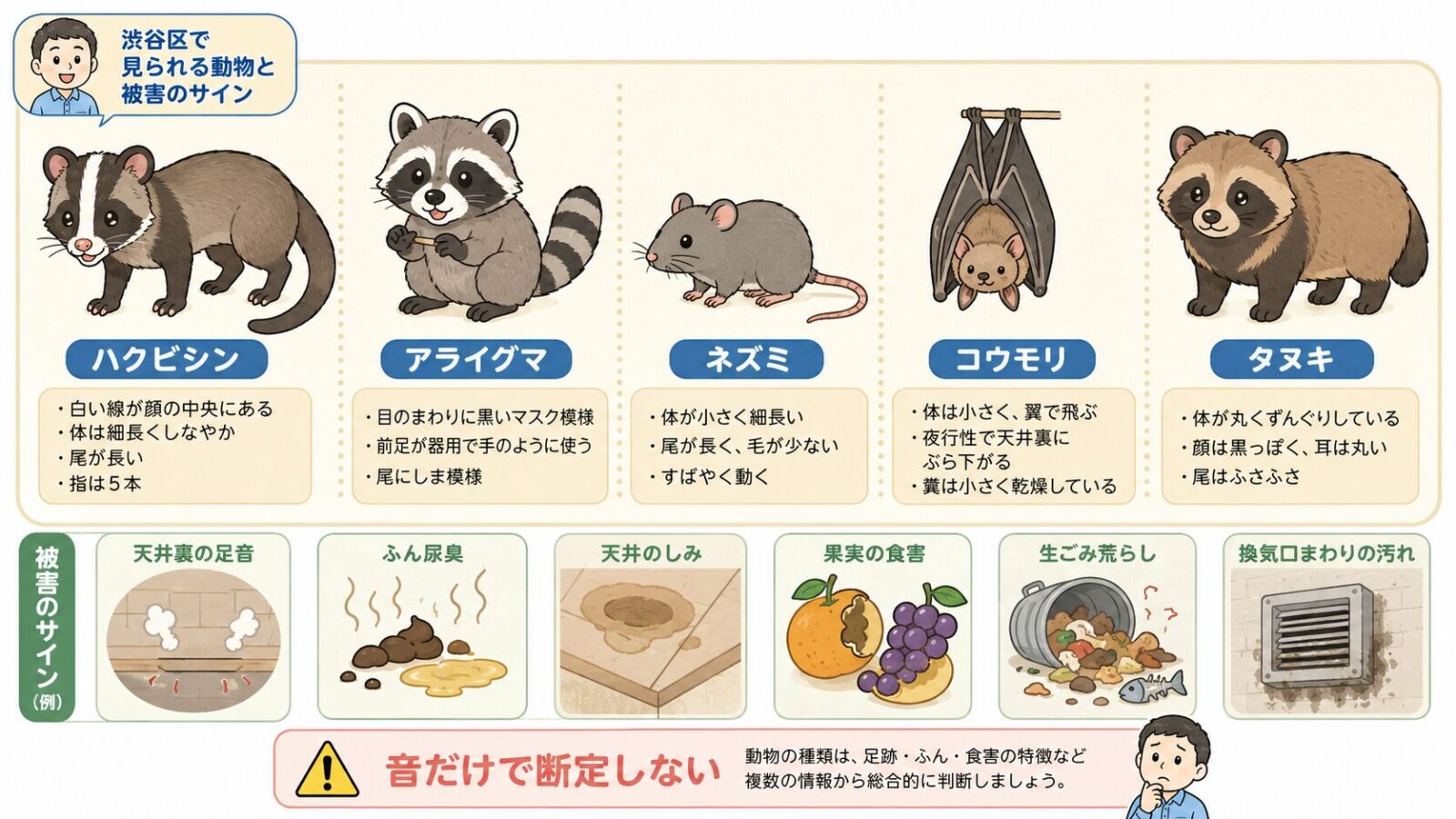 渋谷区で混同しやすいハクビシンとアライグマの特徴と被害サイン