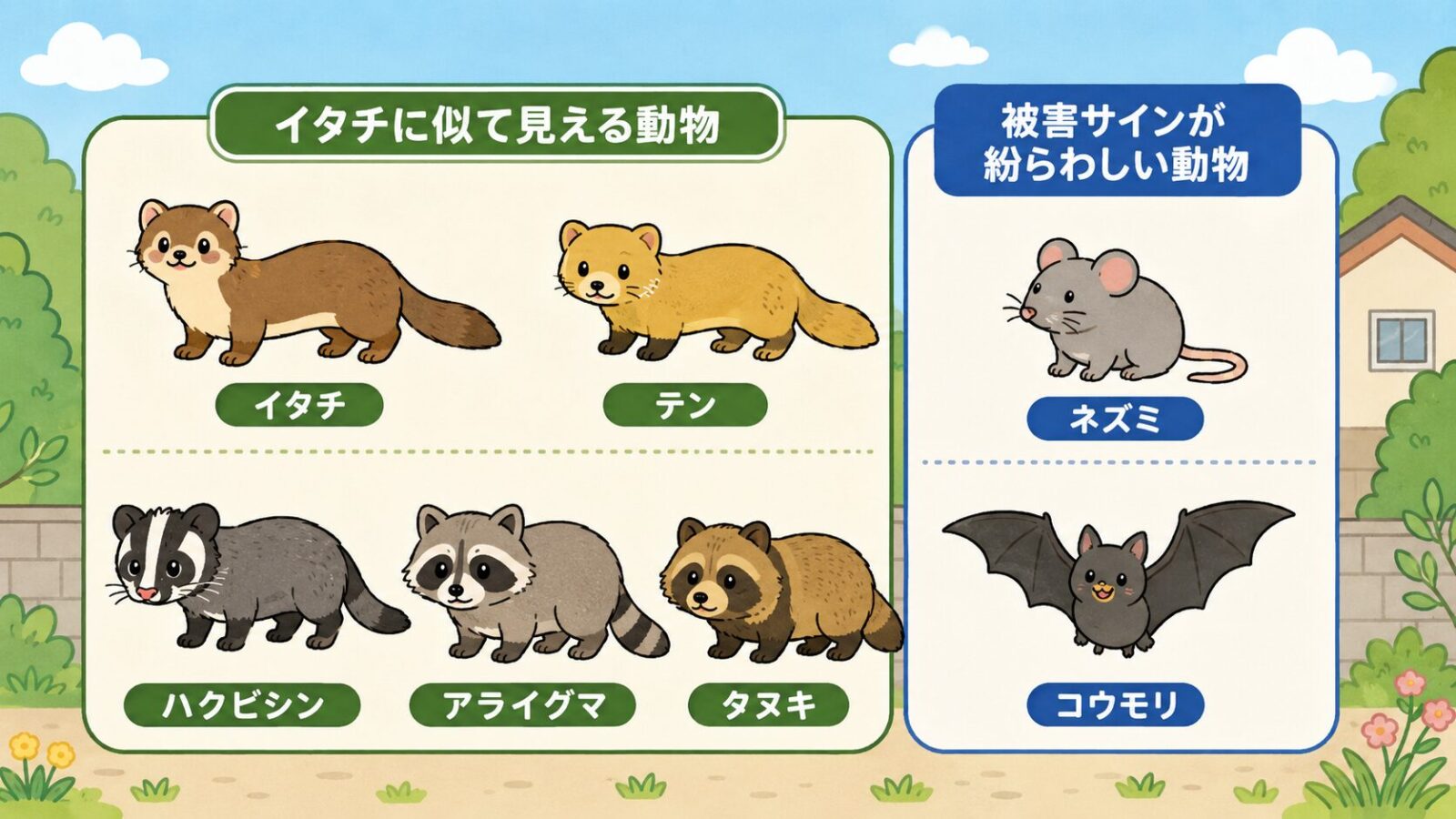 イタチ、テン、ハクビシン、アライグマ、タヌキ、ネズミ、コウモリを比較した図鑑風イラスト