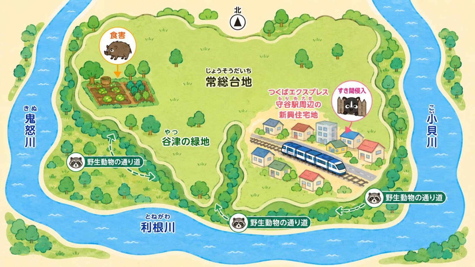 守谷市の地形と点検ポイントを示す模式マップ。上が北で、南に利根川、東に小貝川、西に鬼怒川の三つの川に囲まれ、常総台地から枝状に伸びる猿島台地の先端部にあたる地形に、つくばエクスプレス守谷駅周辺の新興住宅地、台地に入り込む谷津の緑地を配置。新興住宅地はすき間からの侵入、谷津や河川沿いの緑地は野生動物の通り道、家庭菜園は食害として点検ポイントを示すいらすとや風イラスト。利根川は南、小貝川は東、鬼怒川は西に置く。