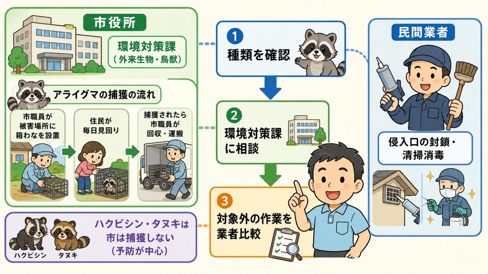 取手市の害獣相談はまずどこに相談するかを示す図。市の公式窓口（県のアライグマ対策一覧で取手市担当とされるまちづくり振興部環境対策課）が相談を受け、アライグマは市職員が箱わなを設置して捕獲・運搬する流れ、ハクビシンやタヌキは市が捕獲を行わない点、民間業者が侵入口の封鎖・糞尿の清掃消毒を担う役割分担と、種類を確認→環境対策課に相談→制度の対象外作業を業者比較の3ステップを守谷タクミが案内するいらすとや風イラスト。