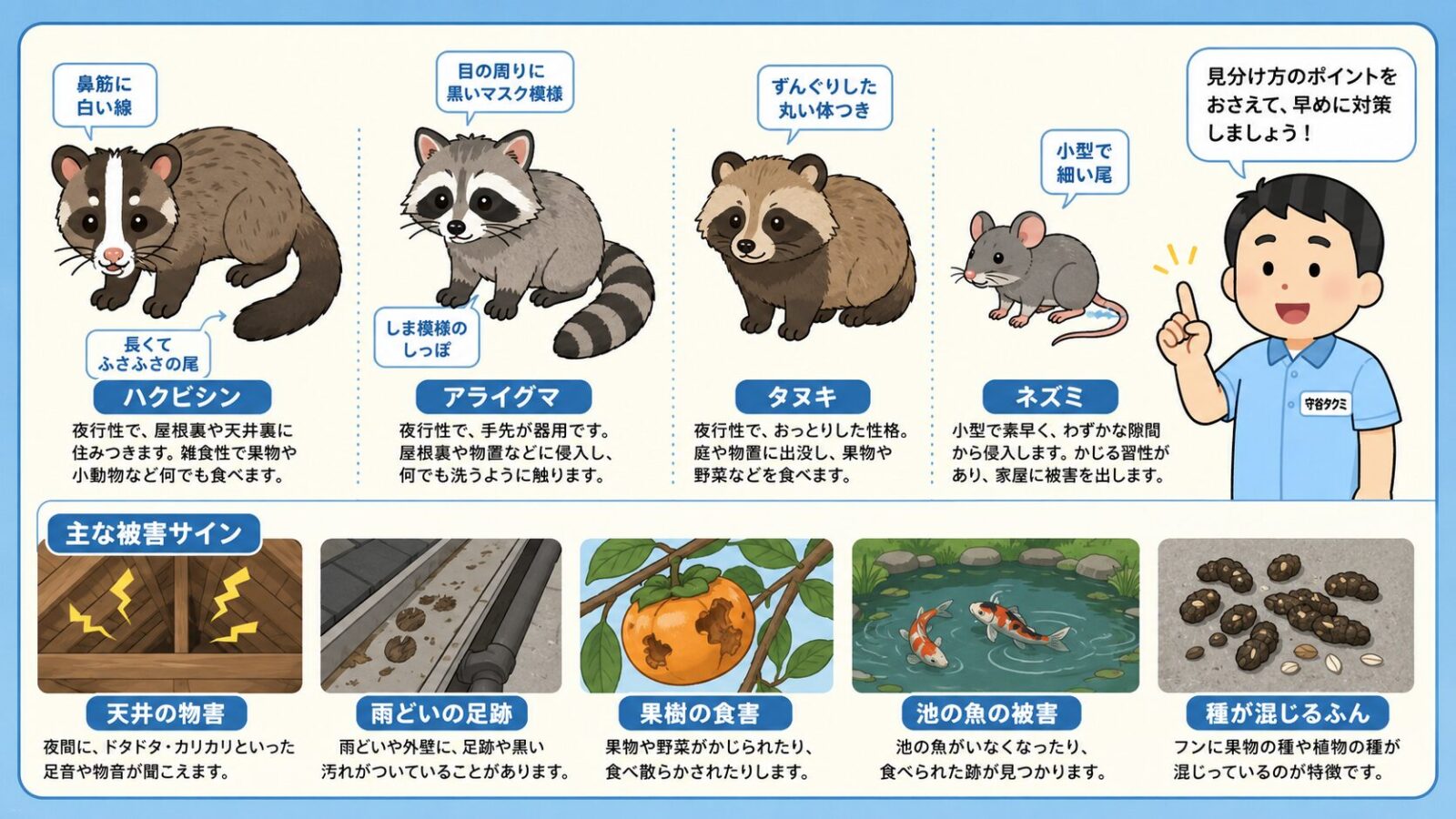 ハクビシン、アライグマ、タヌキ、ネズミの特徴と江戸川区で注意したい被害サインを比較する図鑑風イラスト