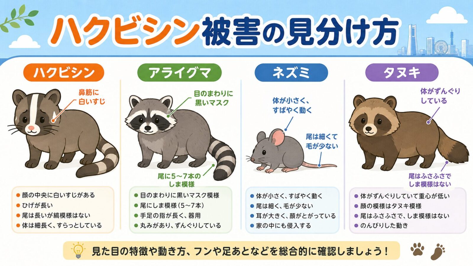 横浜市で屋根裏に侵入するハクビシンとアライグマやネズミの違い、足音やフンなど被害サインを整理した図解