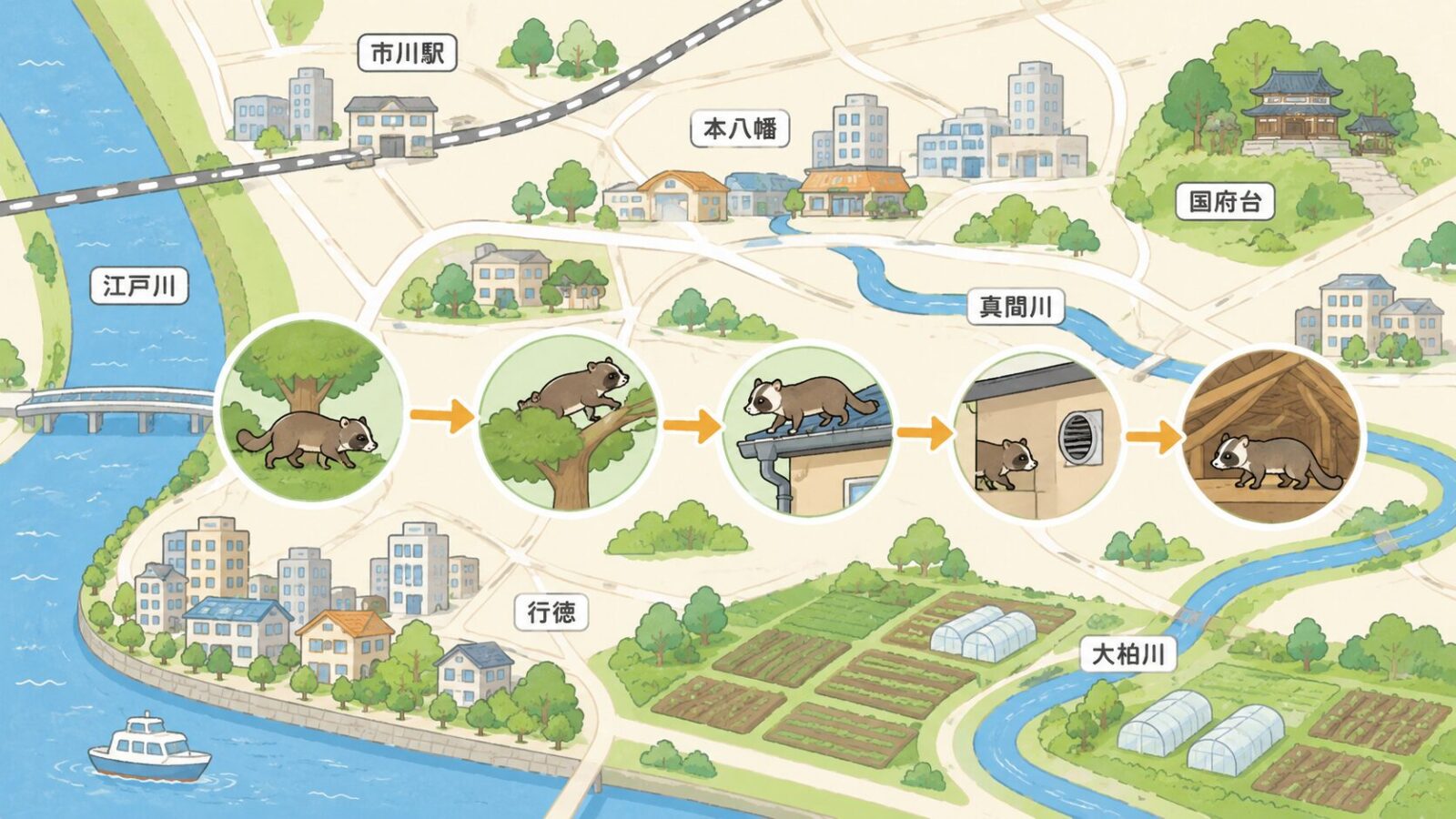 市川市の江戸川・真間川・大柏川周辺と住宅地でハクビシンの侵入経路を示すいらすとや風イラスト