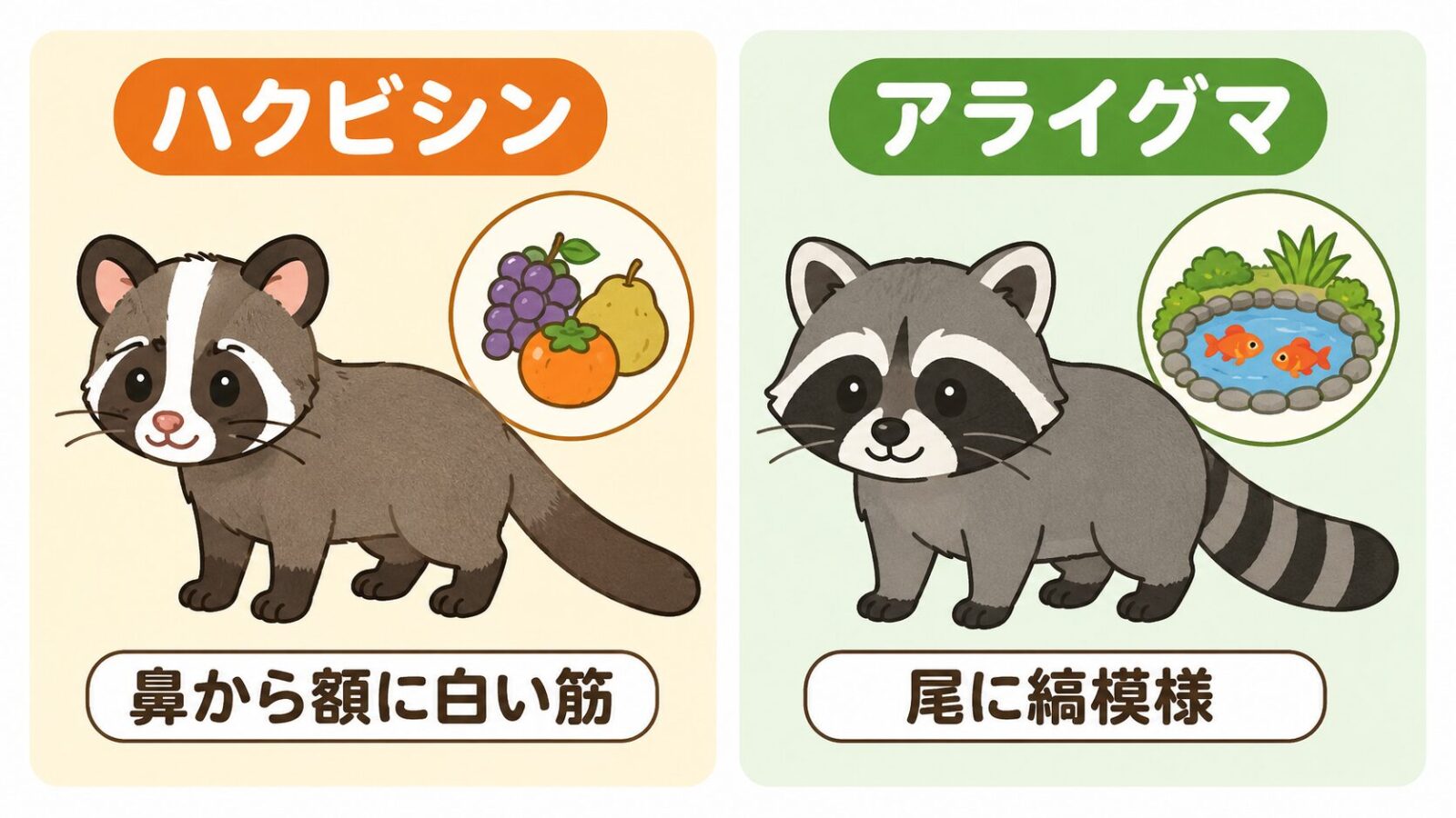 ハクビシンとアライグマの外見や尾の縞模様の違いを図鑑風に比較したいらすとや風イラスト