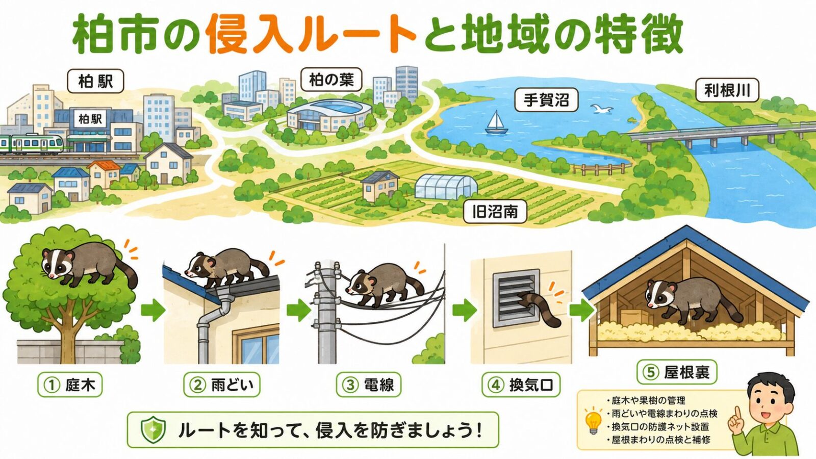 柏市の手賀沼や利根川や住宅地とハクビシンの侵入経路を示すいらすとや風イラスト