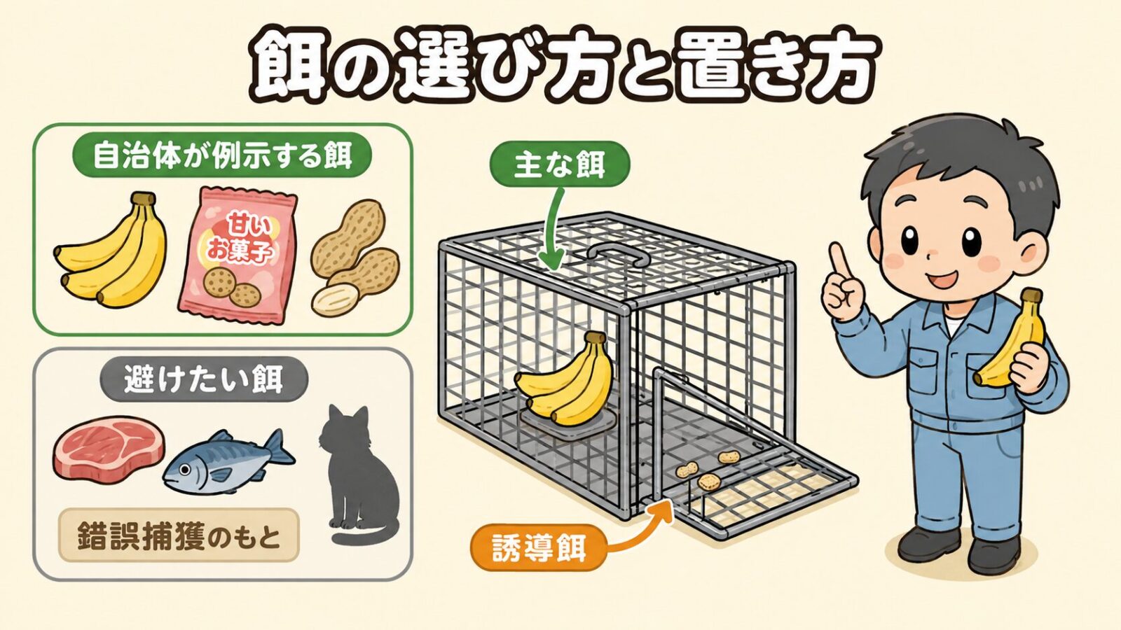 アライグマ捕獲器の餌の選び方の図解。<br><br>バナナや甘い菓子・殻付きピーナッツなど自治体が例示する餌と、主な捕獲餌を踏板より奥に置くこと、肉や魚は錯誤捕獲につながりやすいことを、餌のアイコンを並べて守谷タクミが説明するいらすとや風イラスト。