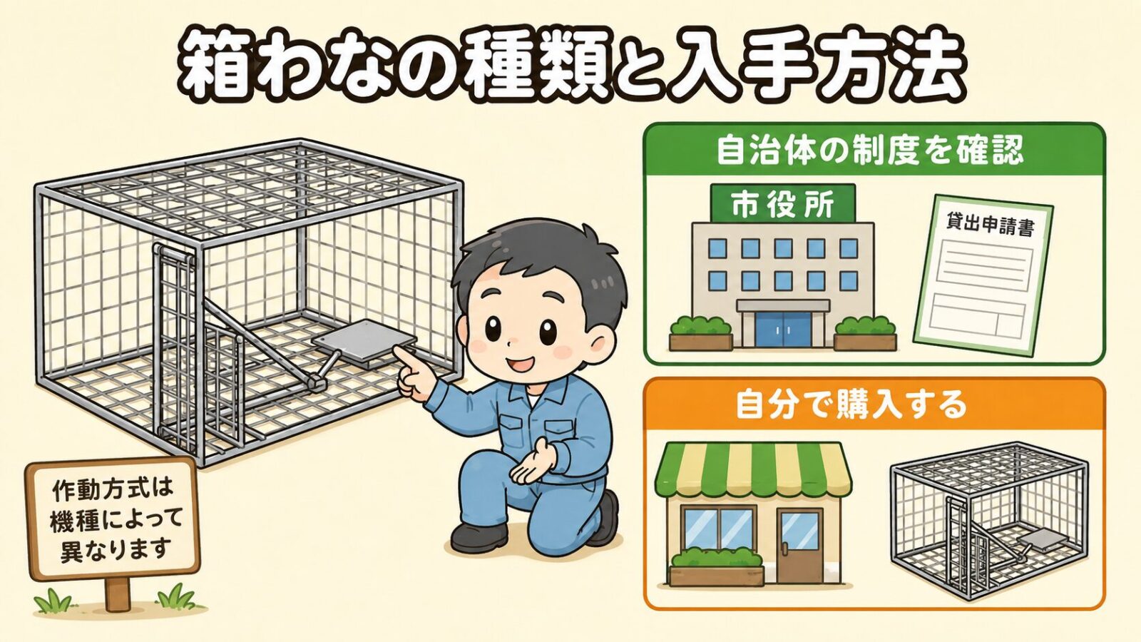 アライグマ捕獲器の種類と入手方法の図解。<br><br>踏板式と吊り下げ式など箱わなの作動方式の違いと、自治体の貸出や委託業者による設置・自分で購入するという入手ルートを、箱わなの断面図とともに守谷タクミが説明するいらすとや風イラスト。