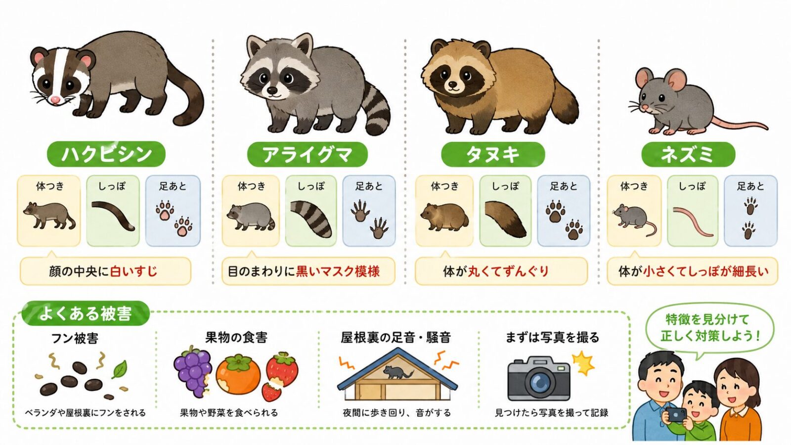 ハクビシンとアライグマとタヌキの顔や尾や足跡の違いを比較するいらすとや風イラスト