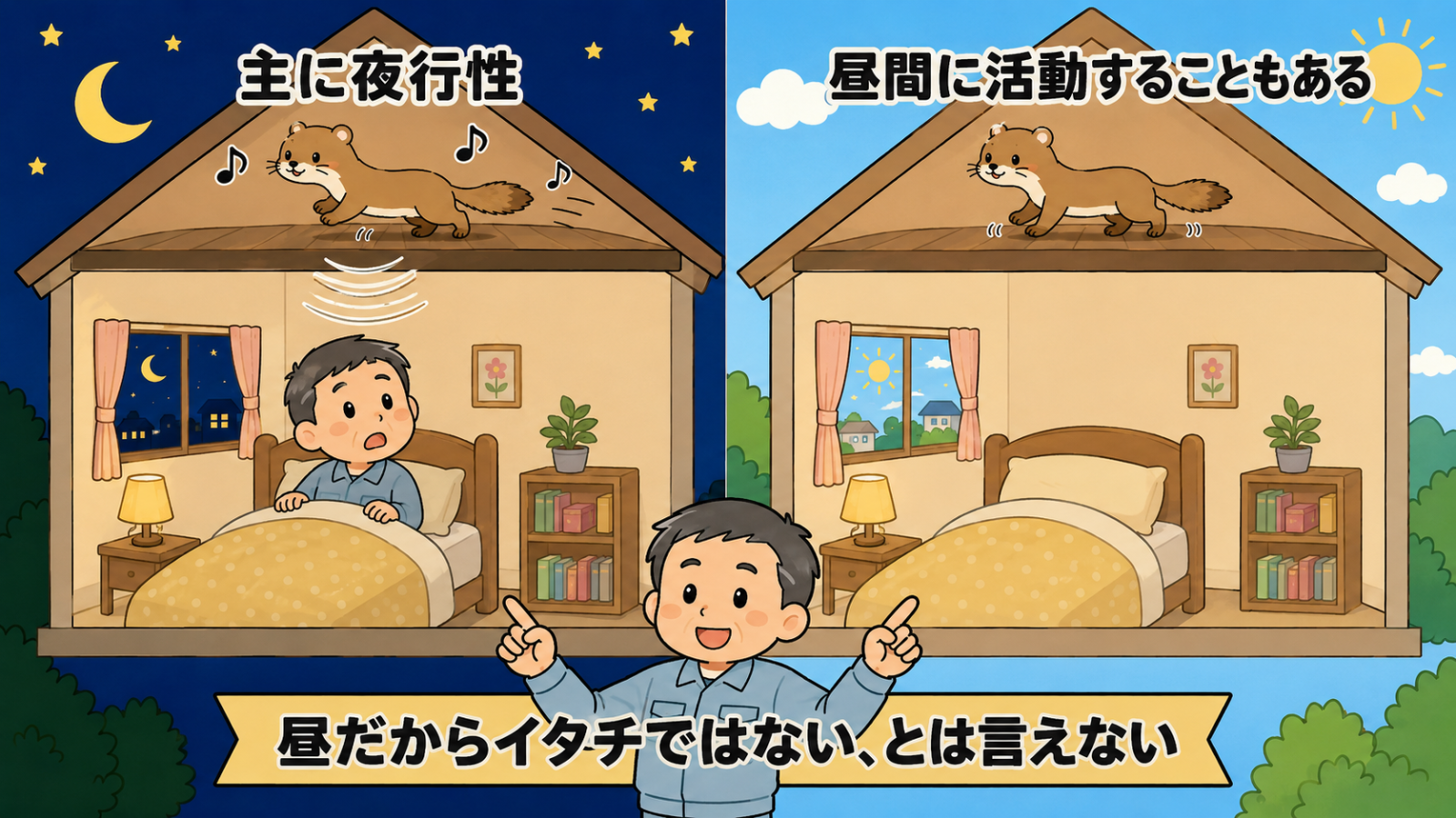 イタチの活動時間を昼と夜で比べた図解。左は夜で、月と星の空の下、天井裏を走るイタチの音が寝室へ届き、住人が目を覚ましている。主に夜行性というラベル。右は昼で、青空の下、同じ天井裏でイタチが動いている。昼間に活動することもあるというラベル。下に昼だからイタチではない、とは言えないという帯がある。