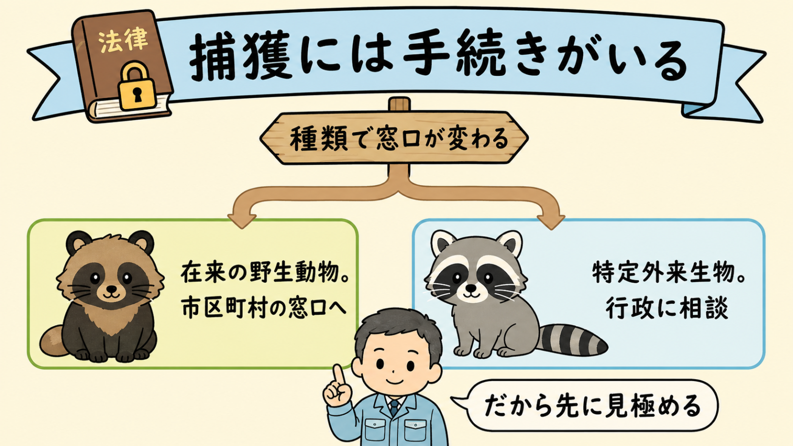 種類によって相談の入口が変わることを示す分岐図。上に法律の本と捕獲には手続きがいるという帯があり、種類で窓口が変わるという道しるべから左右に分かれて、タヌキは在来の野生動物で市区町村の窓口へ、アライグマは特定外来生物で行政に相談と示される。