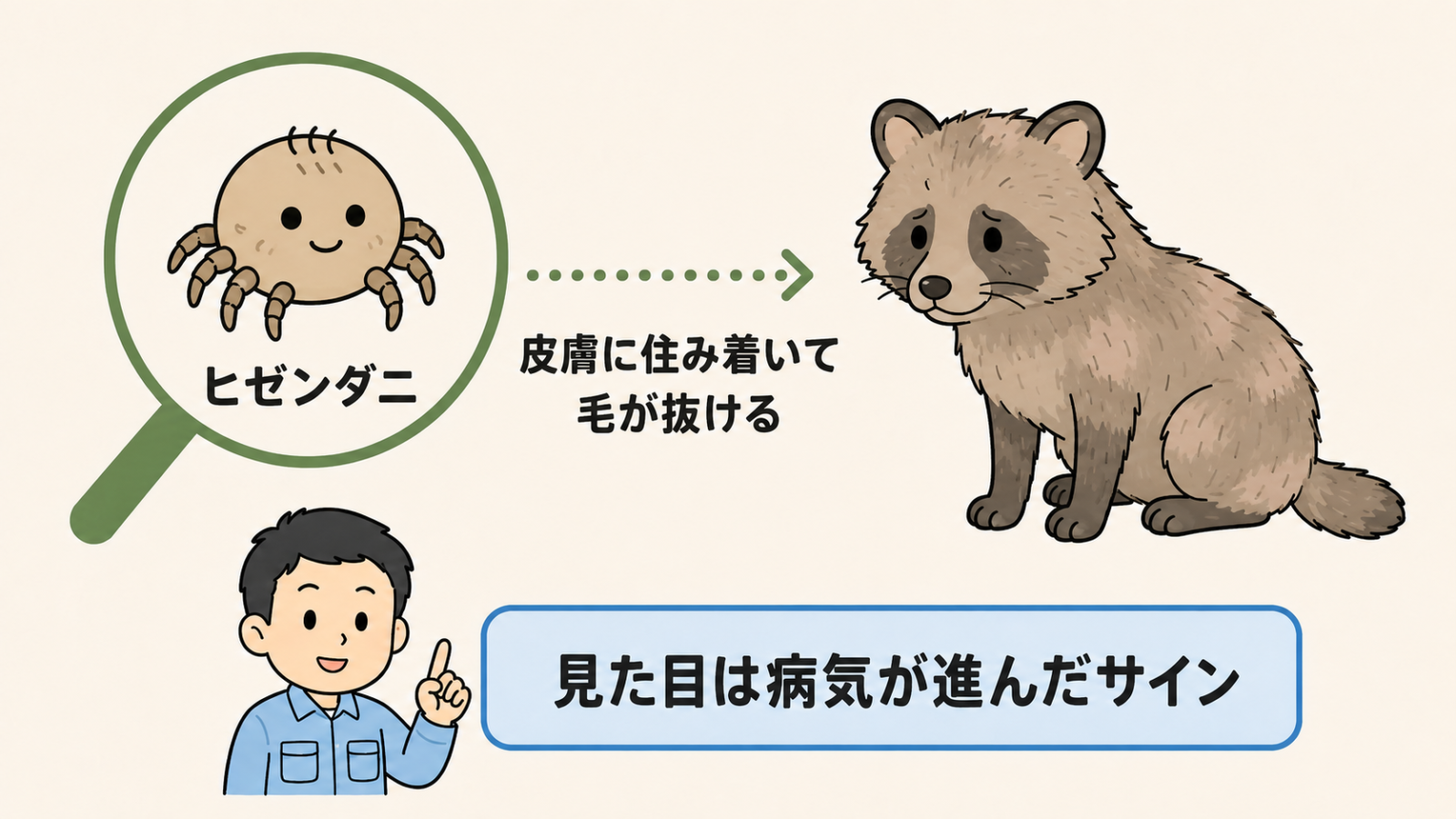 疥癬症のしくみをやさしく示した図解。左の虫めがねの中に丸くてかわいいヒゼンダニのイラストがあり、点線の矢印で右の毛が薄くなったタヌキにつながっている。矢印には皮膚に住み着いて毛が抜けるという説明が添えられ、下で守谷タクミが見た目は病気が進んだサインだと解説している。