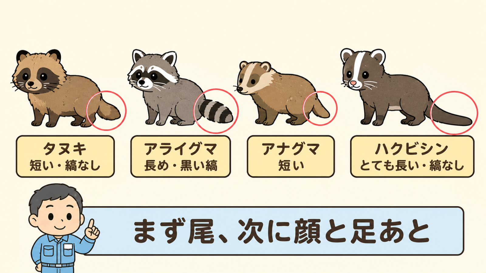 タヌキに似た4種の尾を比べる横並びの図。タヌキは短い・縞なし、アライグマは長め・黒い縞、アナグマは短い、ハクビシンはとても長い・縞なしと、それぞれの尾に丸い強調マークと名前ラベルが付く。下で守谷タクミがまず尾、次に顔と足あとと示している。
