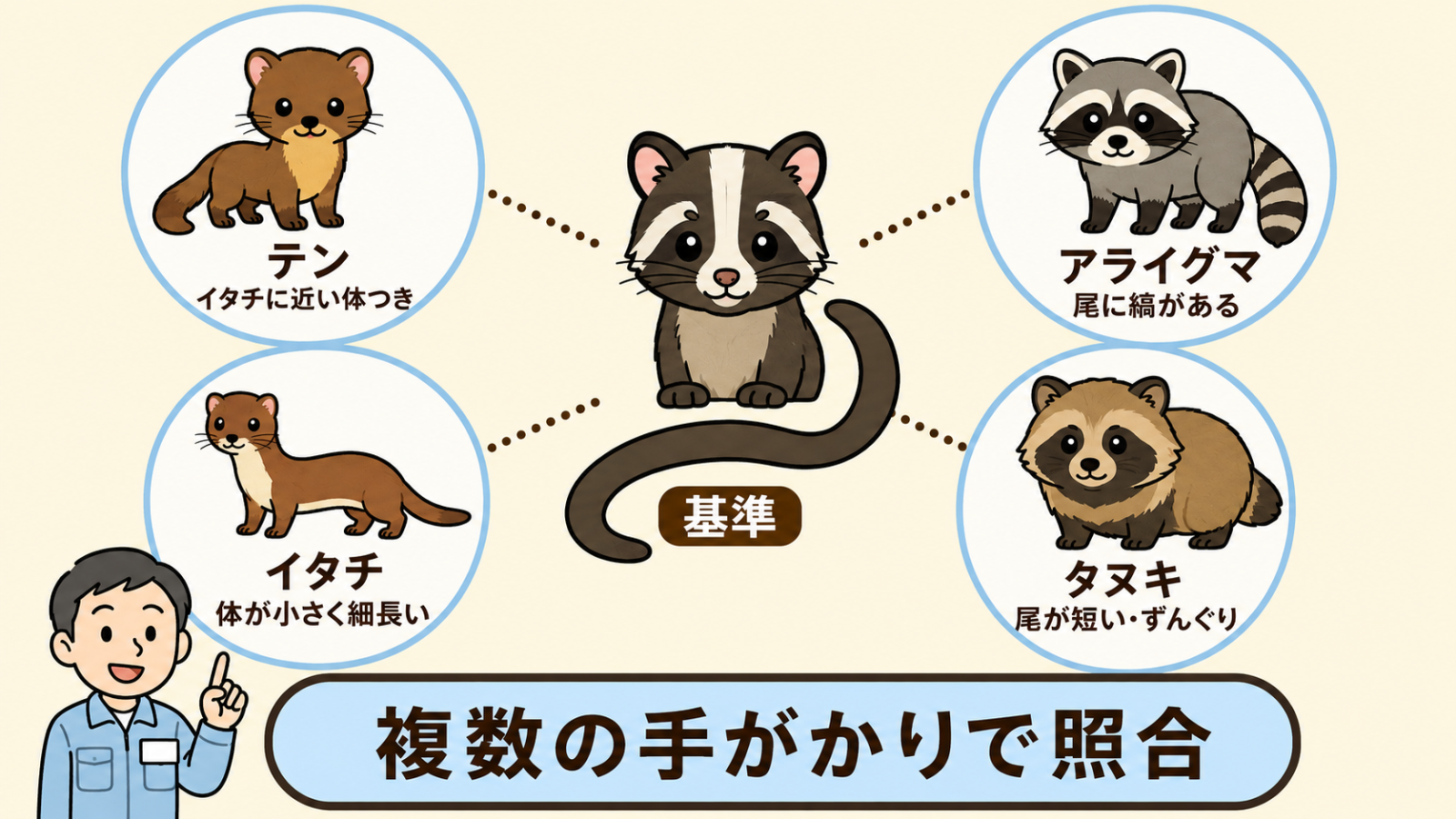 ハクビシンを基準に似た動物と比べる照合図。中央に顔の白い縦スジと胴体に匹敵する長い尾を持つハクビシンを置き、周囲の4枚のカードと点線でつないでいる。テンはイタチに近い体つき、アライグマは尾に縞がある、イタチは体が小さく細長い、タヌキは尾が短くずんぐり。下に複数の手がかりで照合という帯がある。