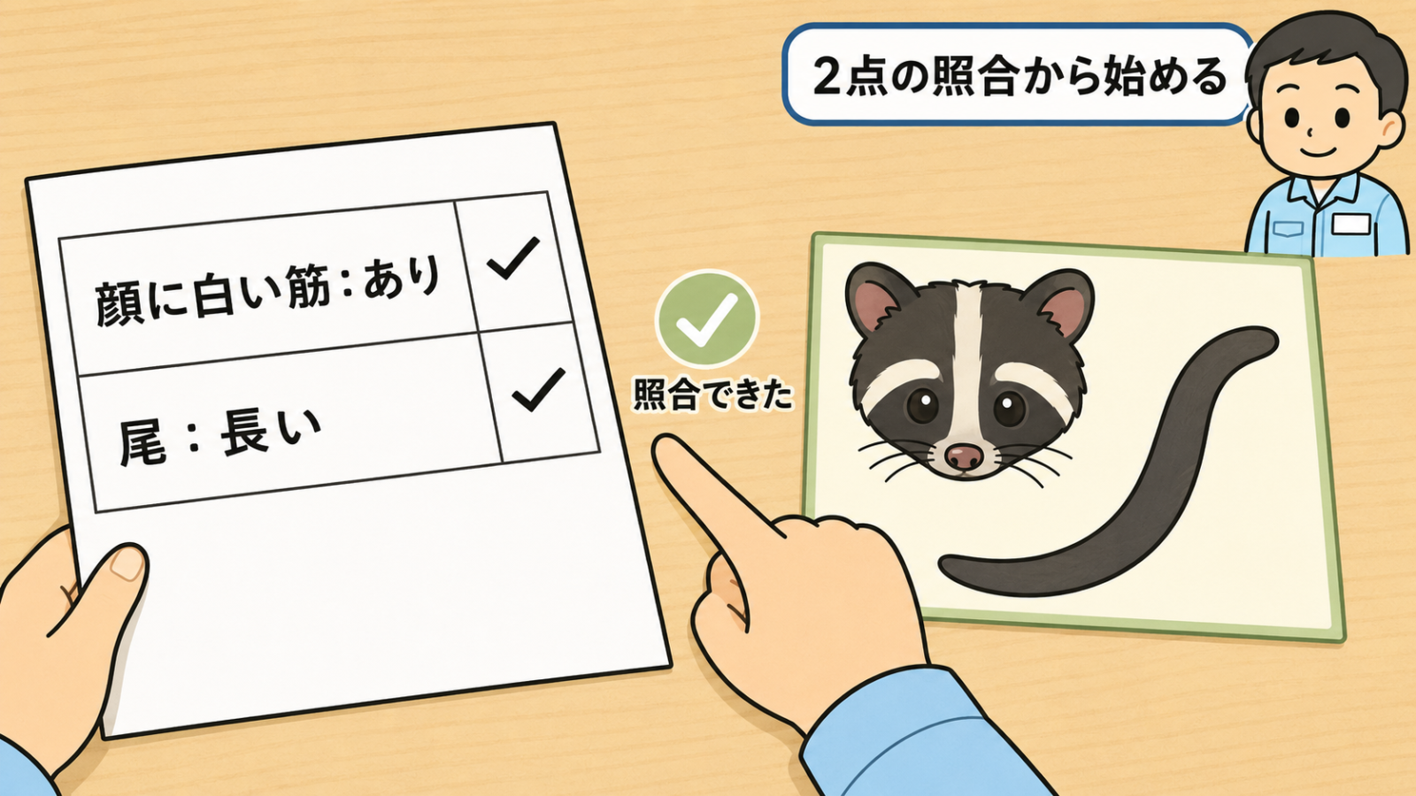 記録と特徴カードを見比べて照合する手元のイラスト。左手に持った記録シートには顔に白い筋ありと尾は長いにチェックが入り、右側のカードにはハクビシンの顔の白い縦スジと長い尾が描かれている。2枚の間で指がさし、照合できたのチェックマークと2点の照合から始めるという帯がある。