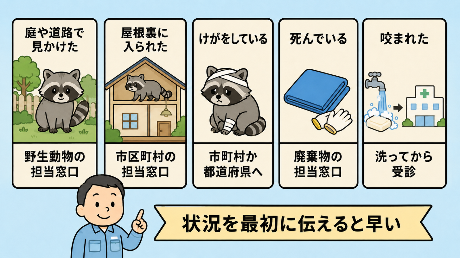 アライグマを見つけたときの連絡先を状況別に示した5枚のカード。庭や道路で見かけたは野生動物の担当窓口、屋根裏に入られたは市区町村の担当窓口、けがをしているは市町村か都道府県へ、死んでいるは廃棄物の担当窓口、咬まれたは洗ってから受診。守谷タクミが状況を最初に伝えると早いと補足している。