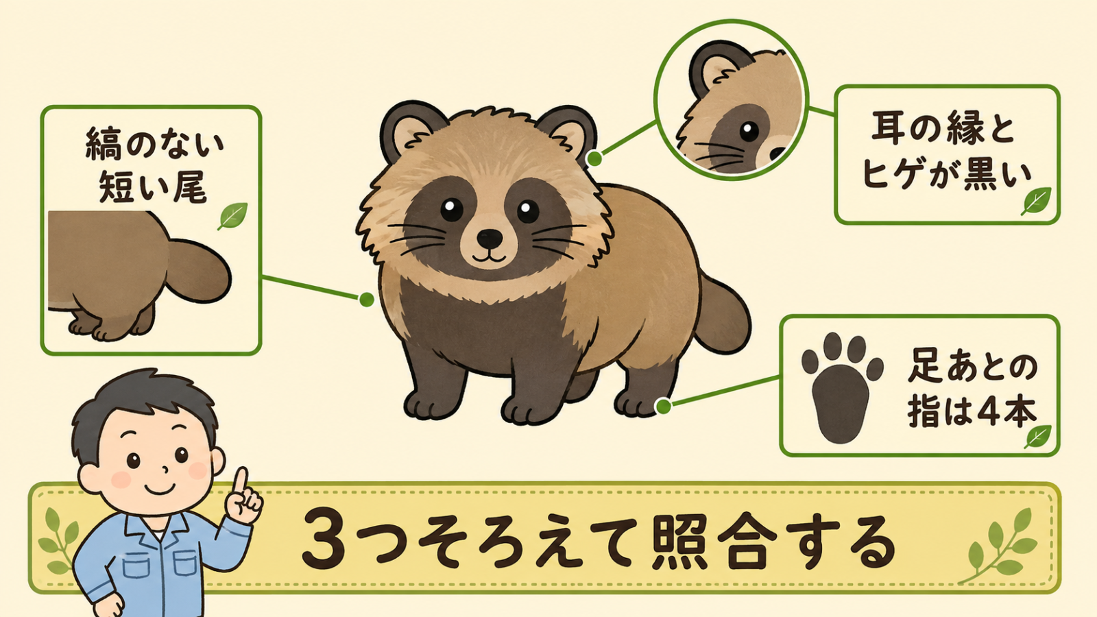 タヌキを見分ける3つの手がかりの図解。中央のずんぐりしたタヌキから引き出し線がのび、縞のない短い尾、耳の縁とヒゲが黒い、足あとの指は4本という3つのラベルが付いている。下の帯で守谷タクミが3つそろえて照合すると示している。