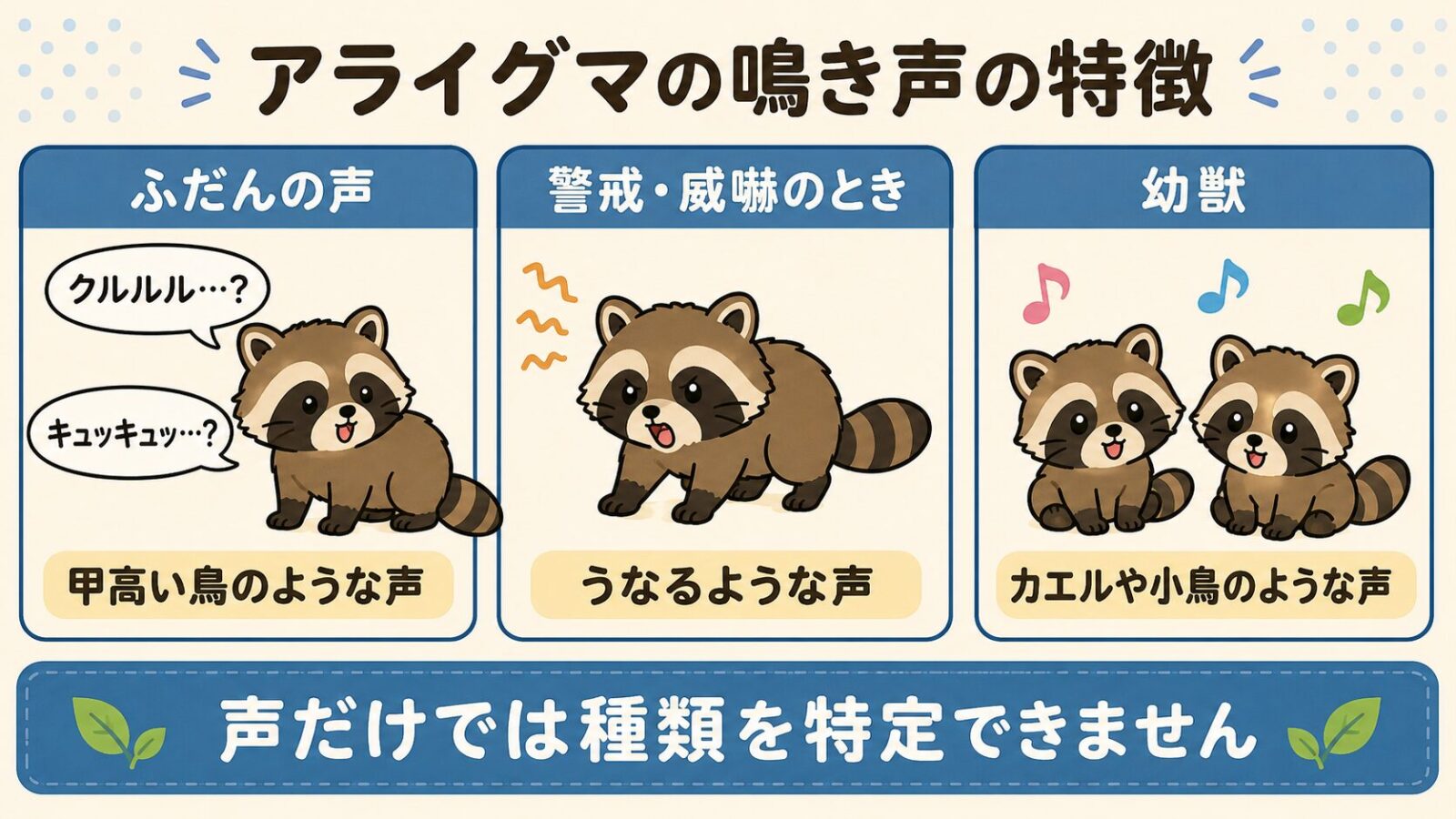 アライグマの鳴き声の特徴を3つの場面で示した図解。ふだんの声はクルルル・キュッキュッなど甲高い鳥のような声、警戒や威嚇のときはうなるような声、幼獣はカエルや小鳥のような声と並べ、下部に声だけでは種類を特定できませんという注意書きを配置したいらすとや風イラスト。