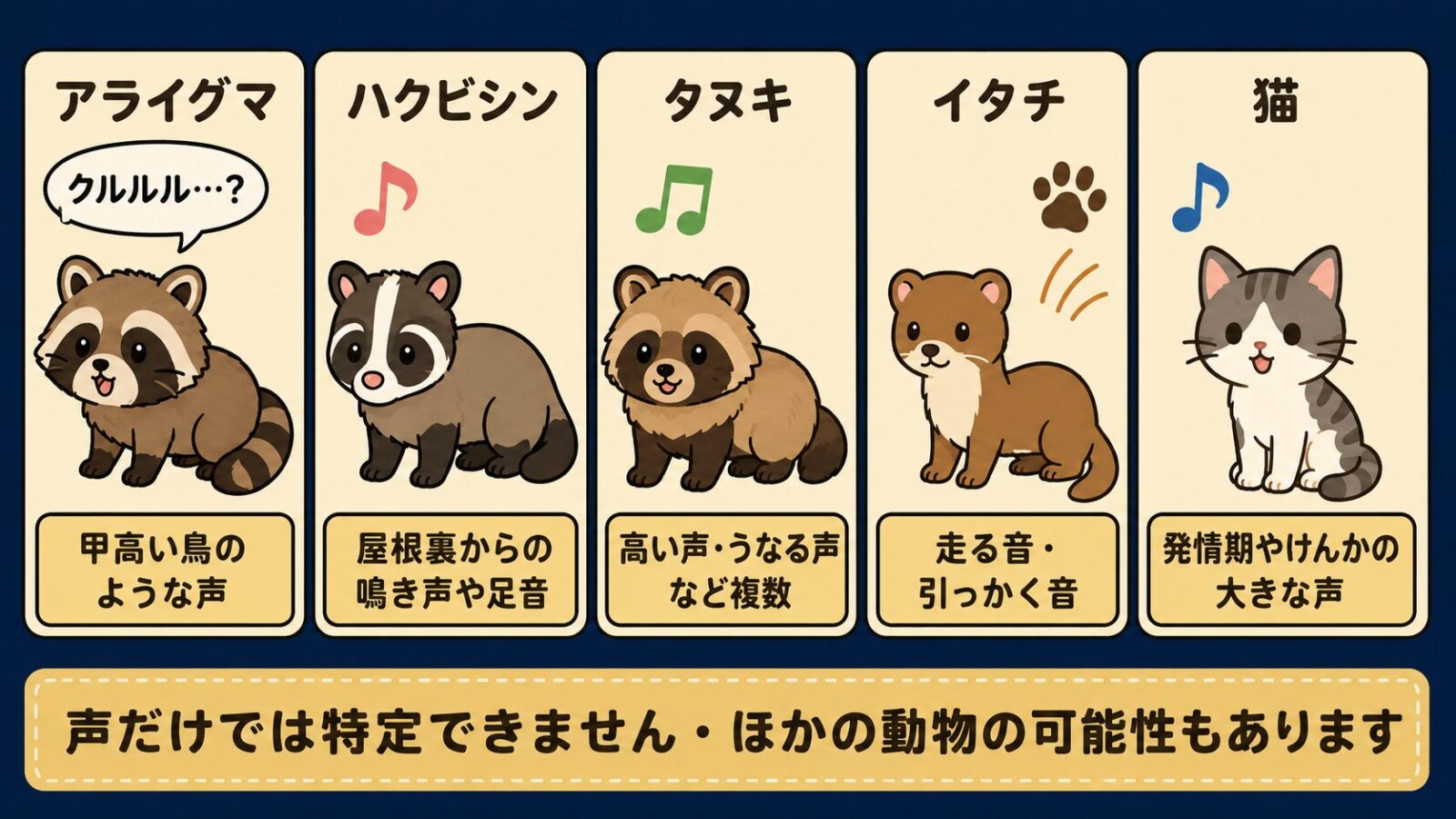 夜に聞こえる声や音の候補をアライグマ・ハクビシン・タヌキ・イタチ・猫の5枚のカードで並べた参考図。アライグマだけに疑問符付きの吹き出しを添え、他の動物は音の種類をラベルで示し、最下部に声だけでは特定できません・ほかの動物の可能性もありますという注意書きを配置したいらすとや風イラスト。