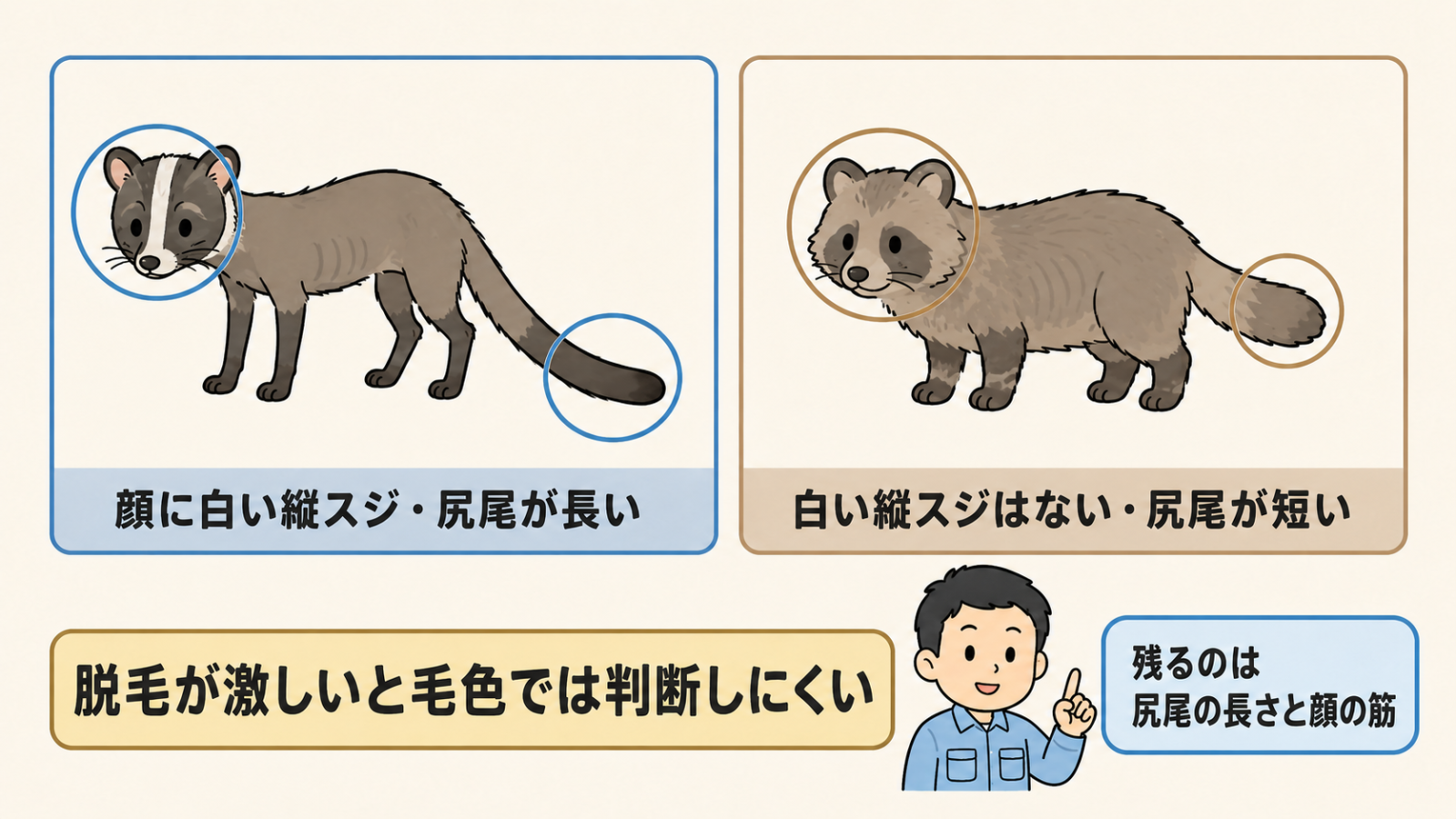 毛が薄くなったハクビシンとタヌキを見分ける手がかりを示した比較図。左のハクビシンは顔の中央の白い縦スジと胴体ほど長い尻尾に丸印が付き、右のタヌキは白い縦スジがなく尻尾が短いことに丸印が付いている。下に脱毛が激しいと毛色では判断しにくいという注意帯があり、守谷タクミが残るのは尻尾の長さと顔の筋だと補足している。